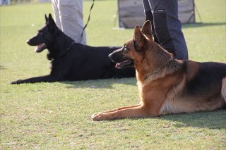 Perros durante una sesión de educación